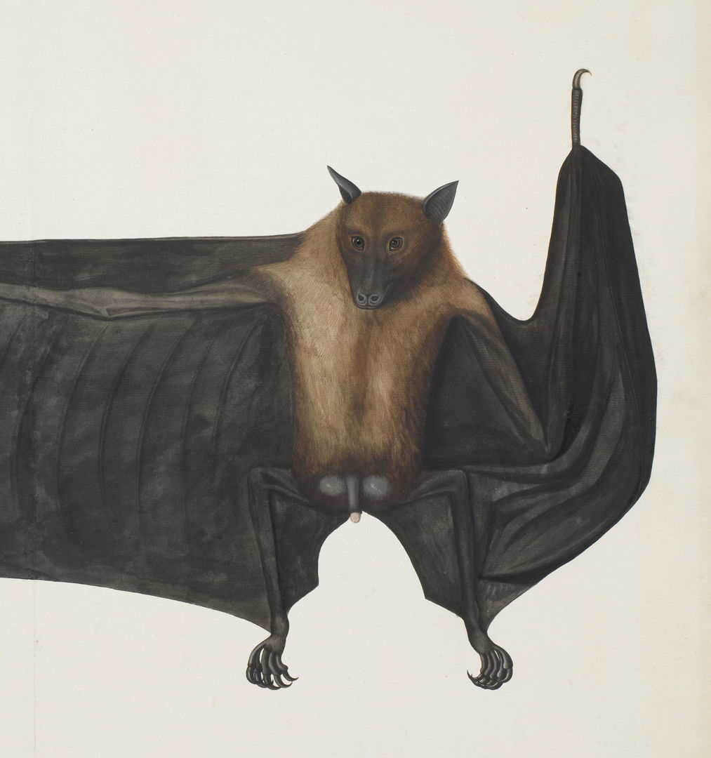 Company School Painting in India (ca. 1770–1850) | The Metropolitan ...