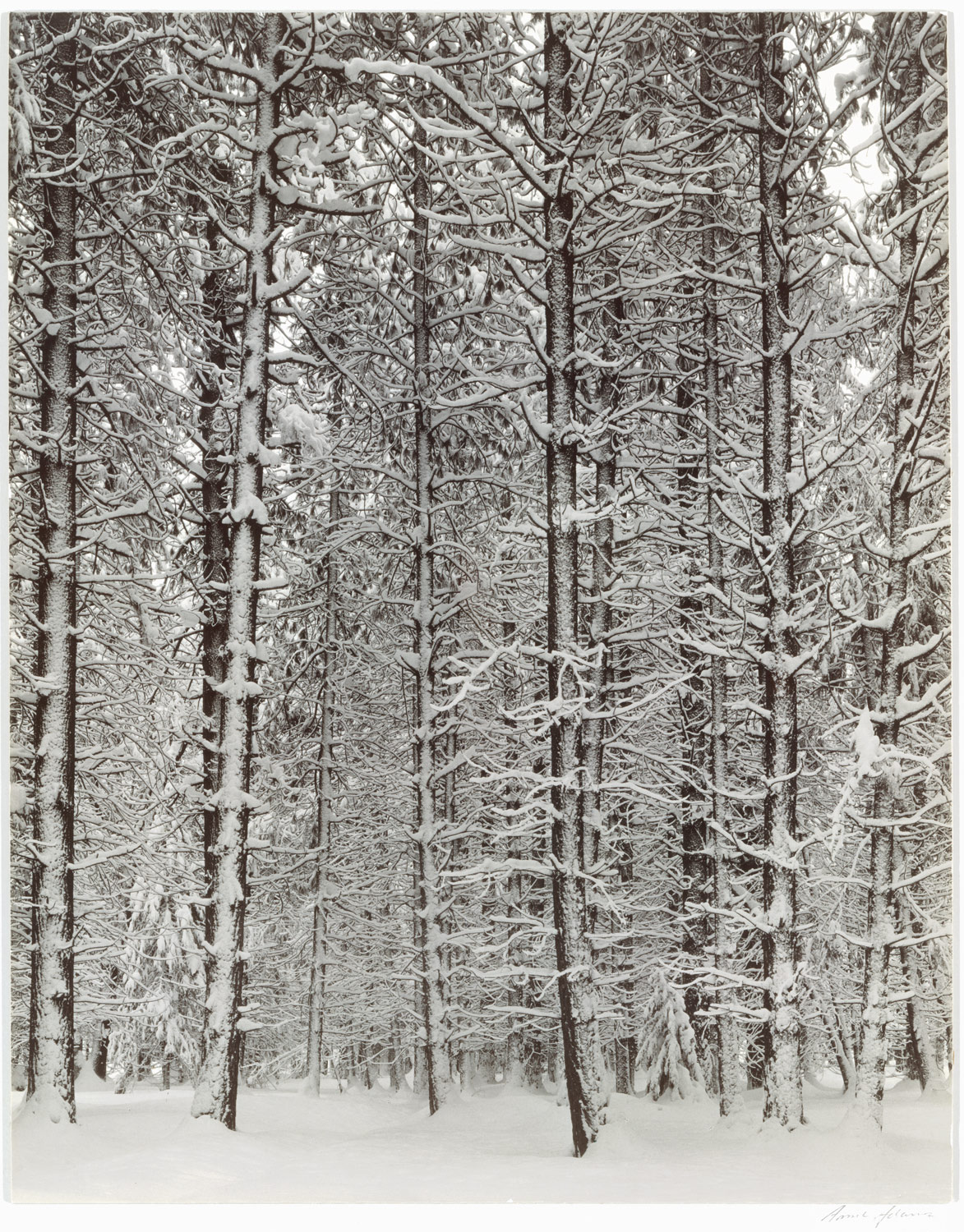 ansel adams zones system Wikipedia