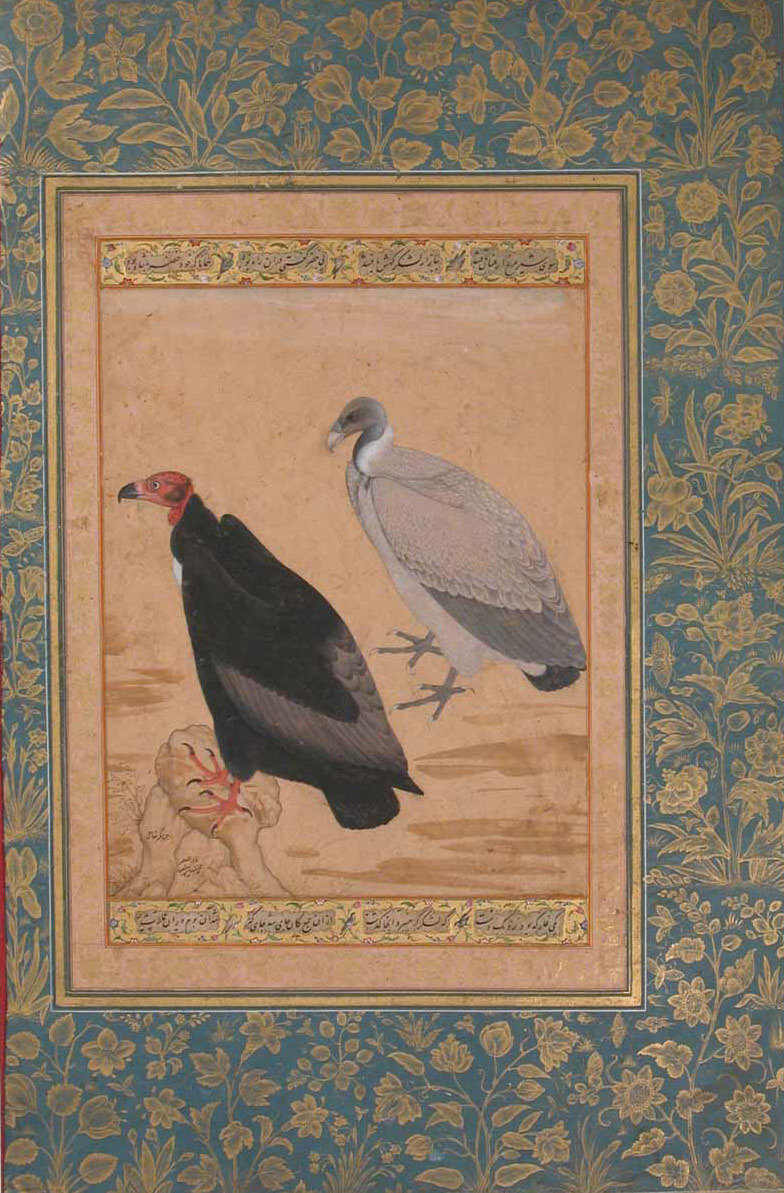 Red-Headed Vulture and Long-Billed Vulture: Leaf from the Shah Jahan Album, Mughal, period of Jahangir (1605â27), ca. 1615â20 By Mansur India Ink, opaque watercolor, and gold on paper 