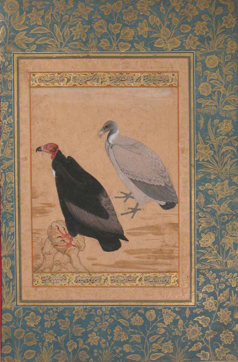 Red-Headed Vulture and Long-Billed Vulture: Leaf from the Shah Jahan Album, Mughal, period of Jahangir (1605â27), ca. 1615â20 By Mansur India Ink, opaque watercolor, and gold on paper