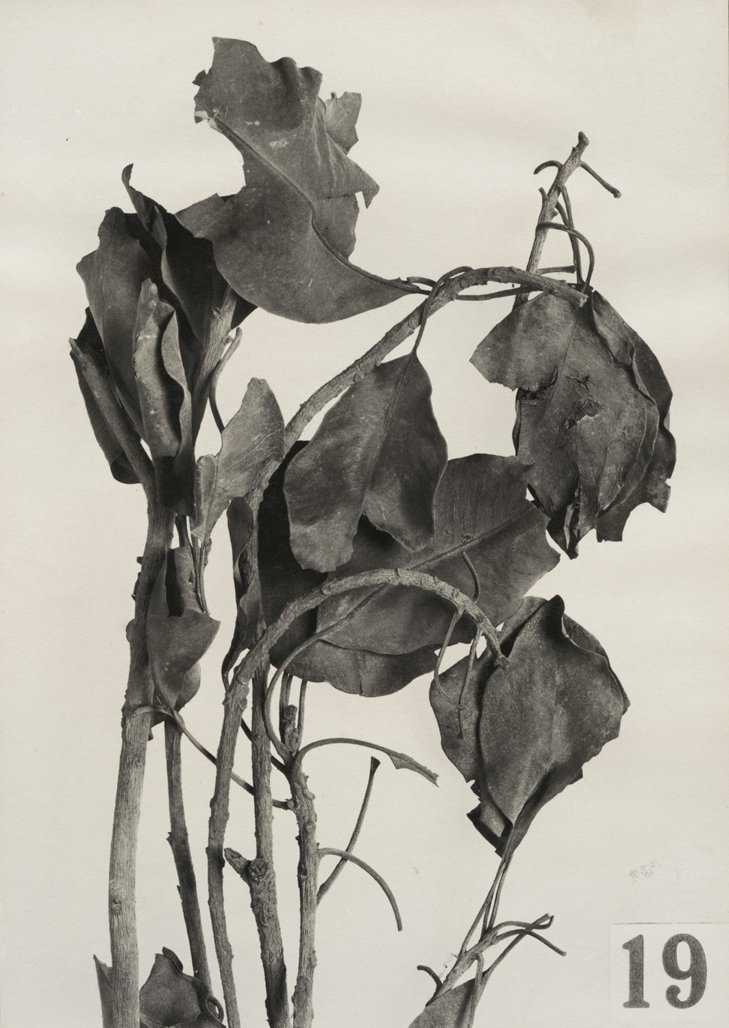 sycamore fig tree. Sycamore Fig Leaves, 1924–25