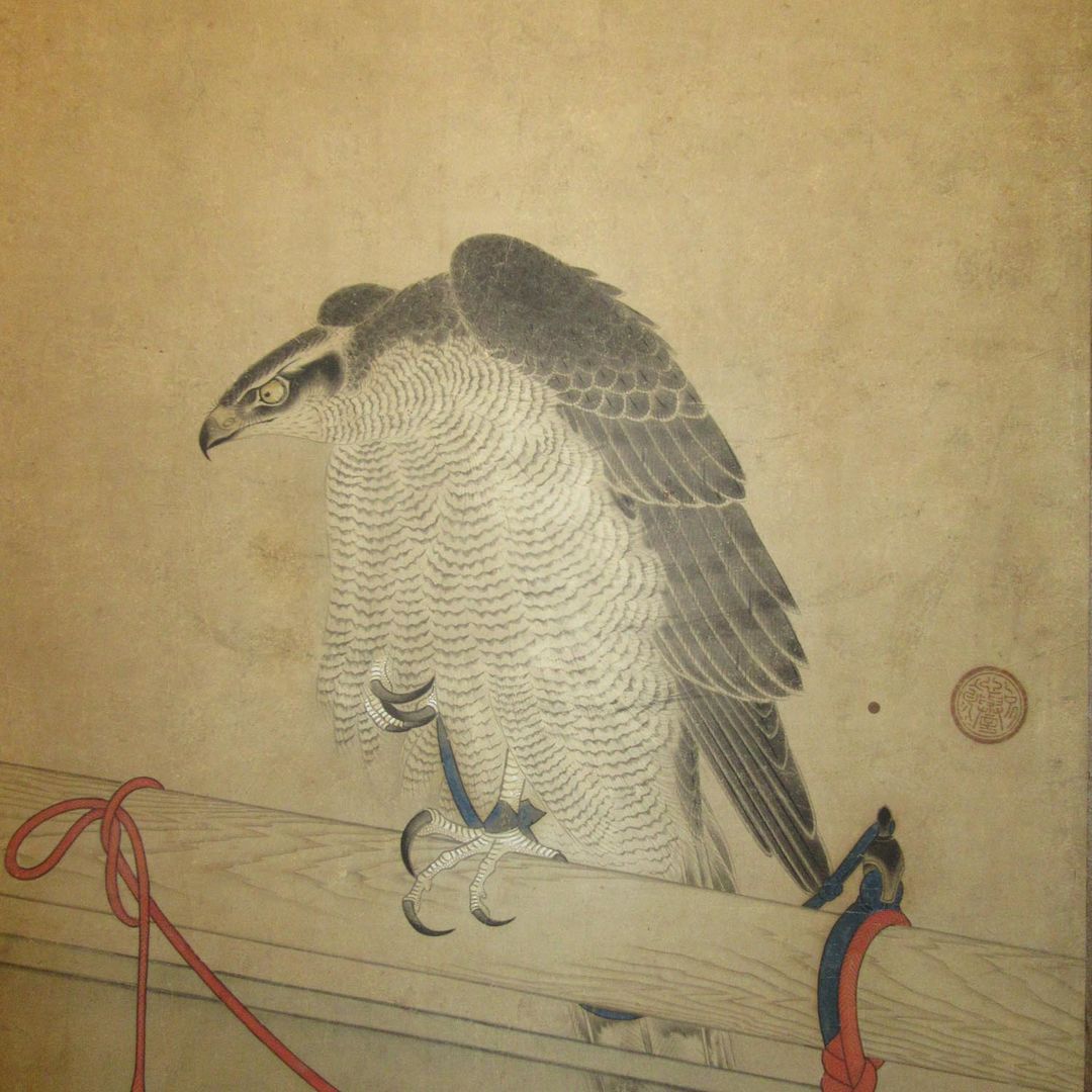 Hawk tethered to a perch