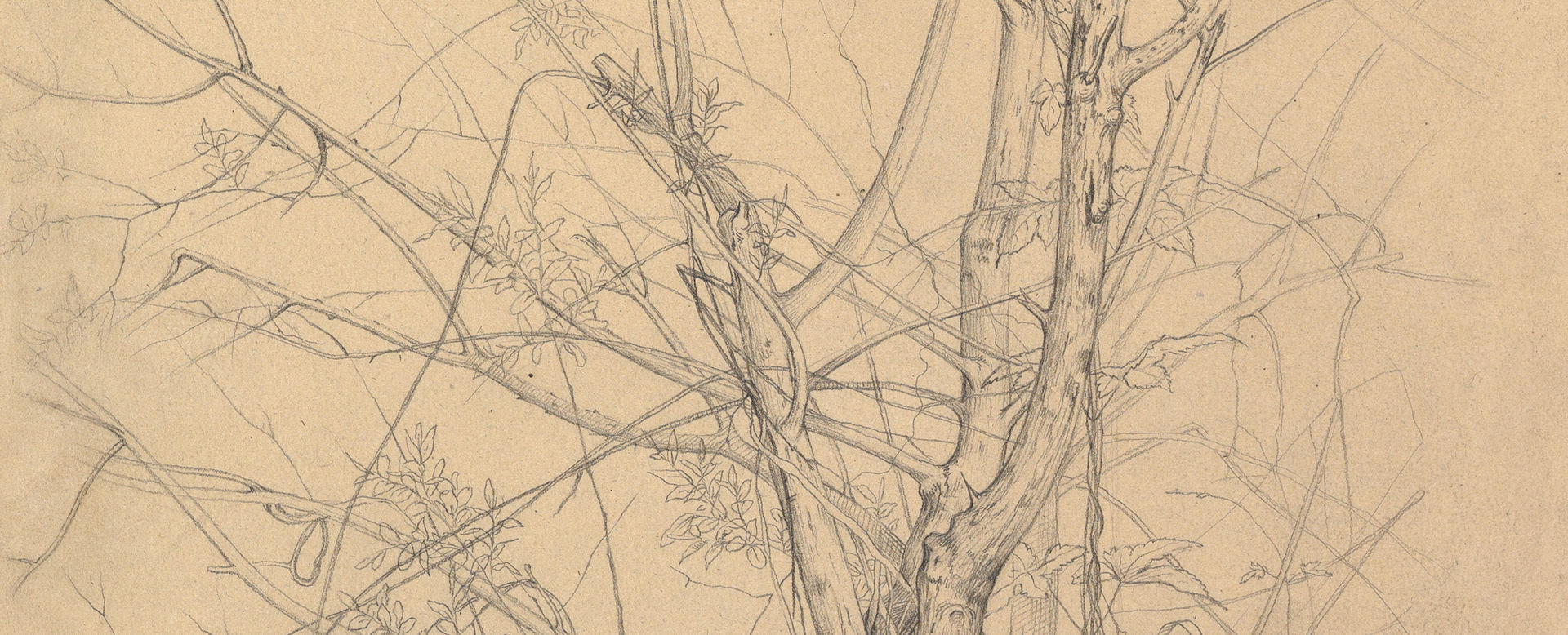 Detail from a pencil drawing of bare tree branches on aged, yellow paper.