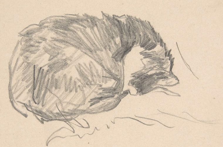 a pencil sketch of a sleeping cat on paper.