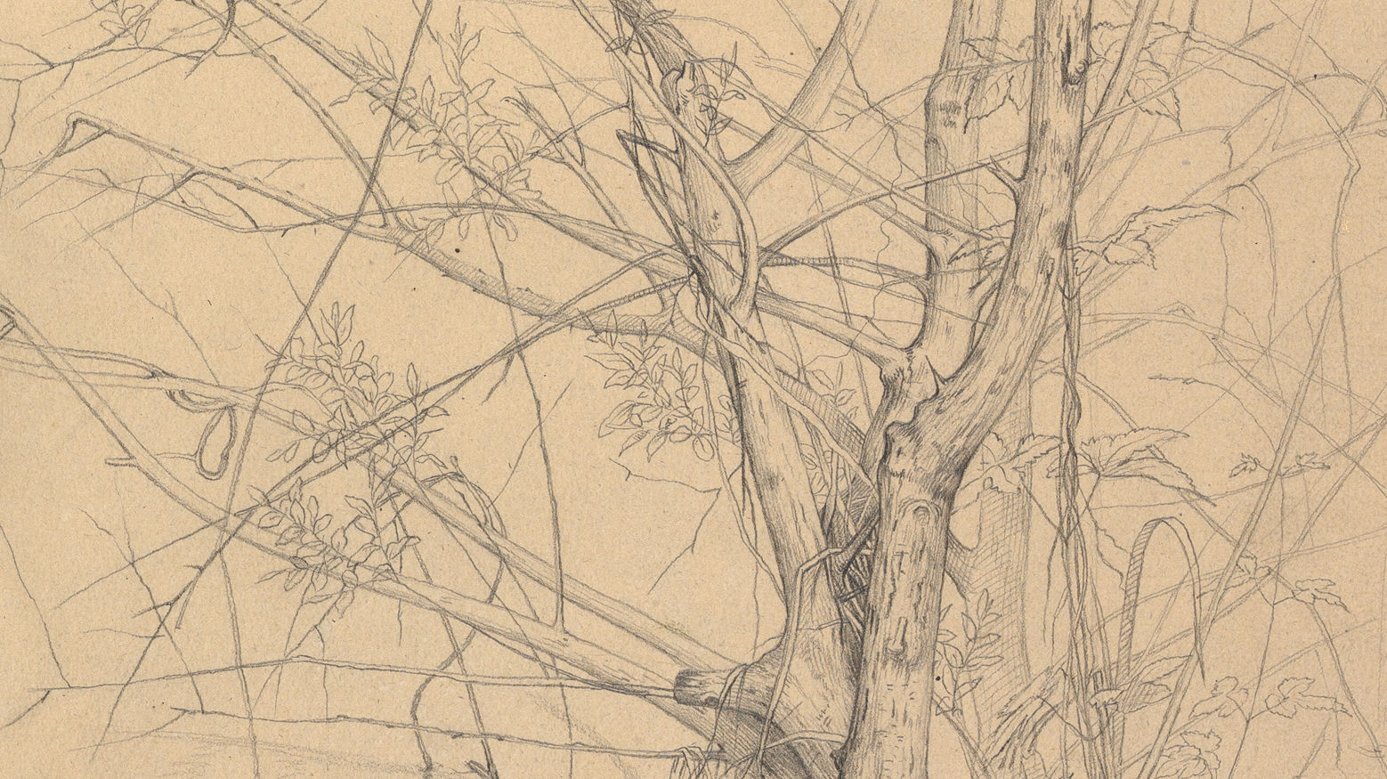 Detail from a pencil drawing of bare tree branches on aged, yellow paper.