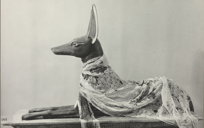The painted wooden figure of a jackal recumbent on the top of a shrine, wrapped in a fine linen shawl that goes around its neck and over its body.
