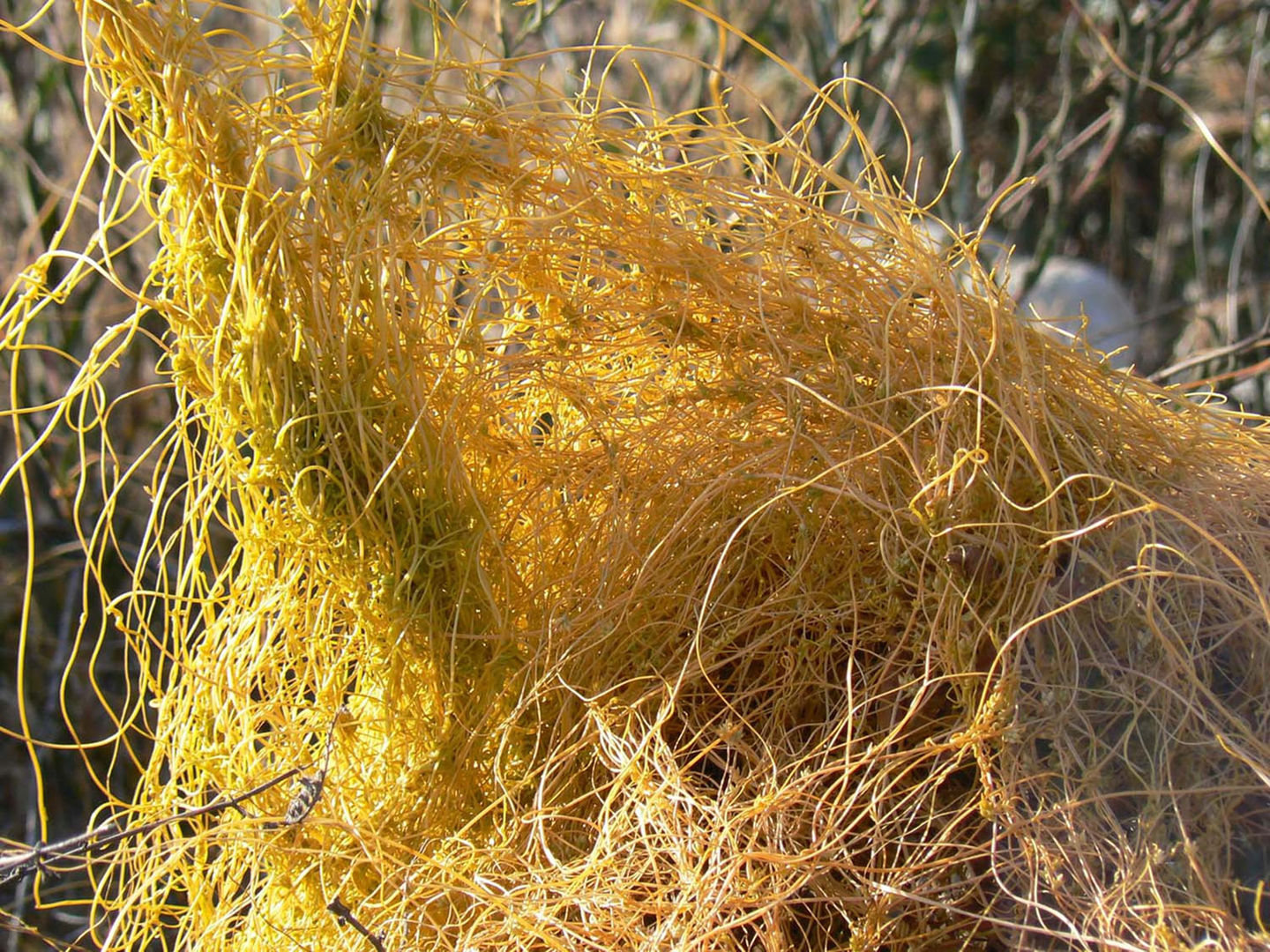 The Cuscuta plant (dodder) is a parasitic plant, which, in order to survive, obtains nutrients from the host plant.