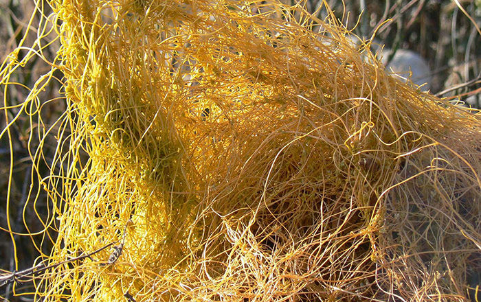 The Cuscuta plant (dodder) is a parasitic plant, which, in order to survive, obtains nutrients from the host plant.