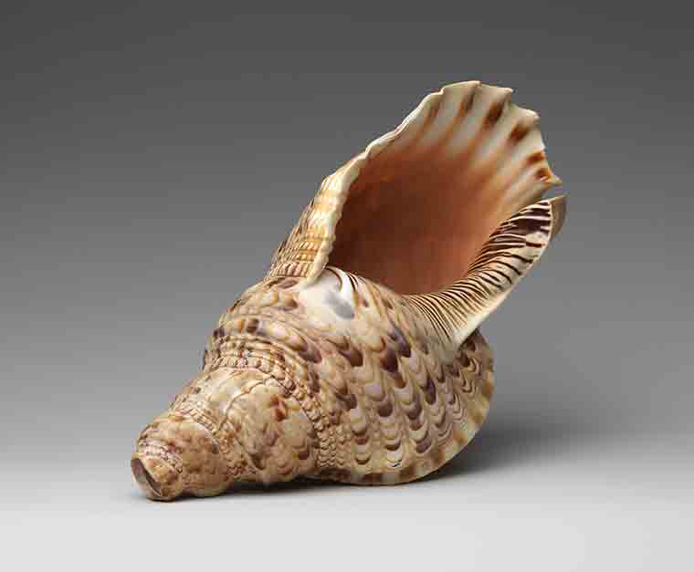 A conch shell trumpet from the Museum's collection.