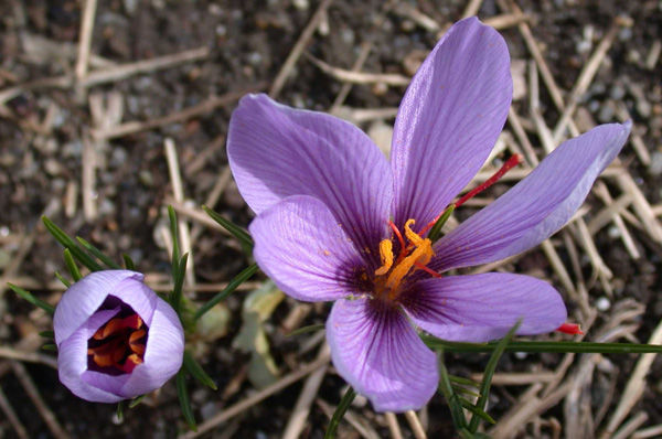 C. sativus provided a small burst of color this fall in the Bonnefont herb garden while other perennials were fading away. Saffron crocus requires full sun and dry soil while dormant. For more information on planting requirements, please visit White Flower Farm. Phot from Garden Archive 
