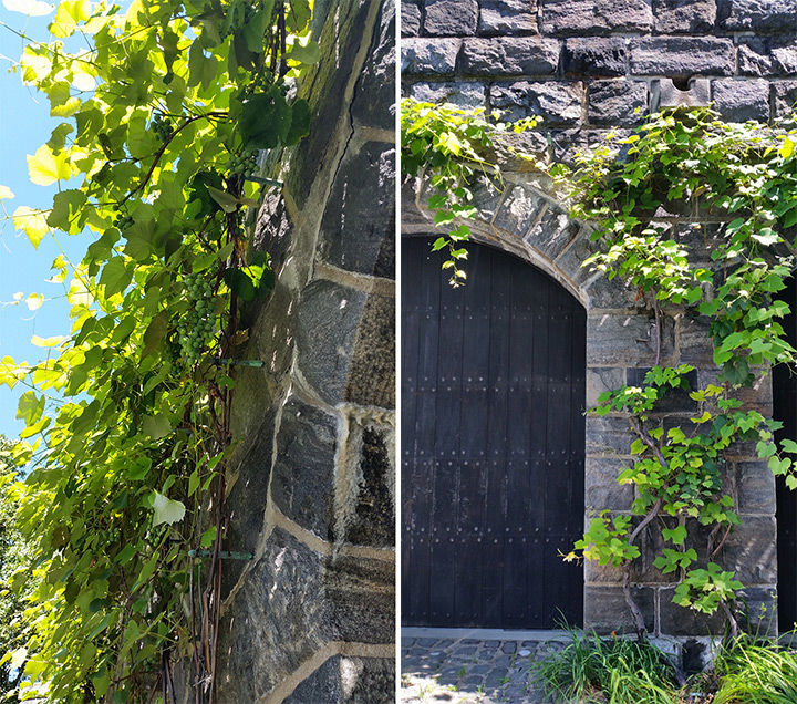 Two photos of the grapevines at The Met Cloisers as they grow around an arch