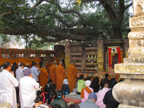 The Bodhi tree at Bodhgaya