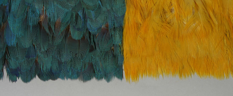 When Feathers Were the Treasures of the Rainforest