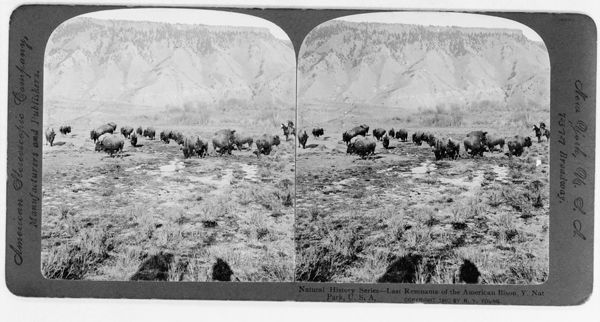 Last Remnants of the American Bison, Yellowstone National Park, U.S.A., ca. 1903