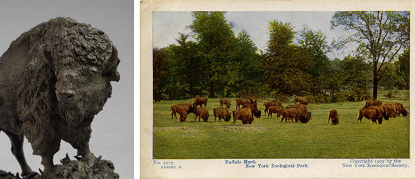 Left: Henry Merwin Shrady, detail of Buffalo. Right: New York Zoological Society, Buffalo Herd.