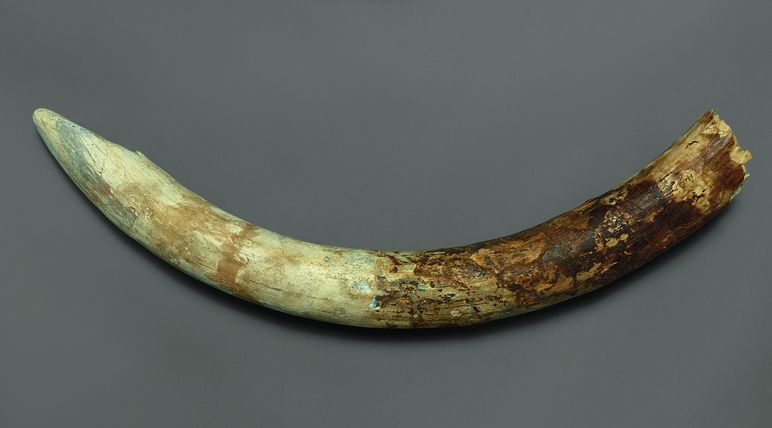 Elephant tusk with inscription