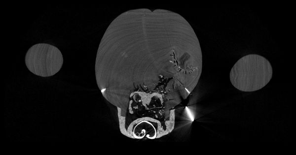 Tree rings visible on a CT cross-section. Note also the perfectly embedded cowrie shell and 