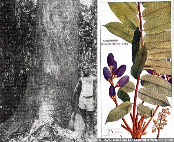 Left: Photograph of man next to tree. Right: Botanical drawing