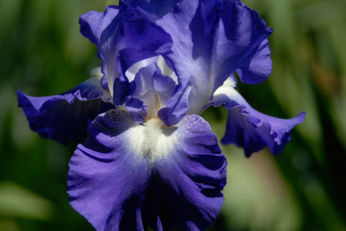 Bearded iris