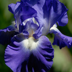 Bearded iris