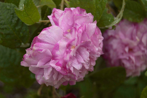 Provence rose