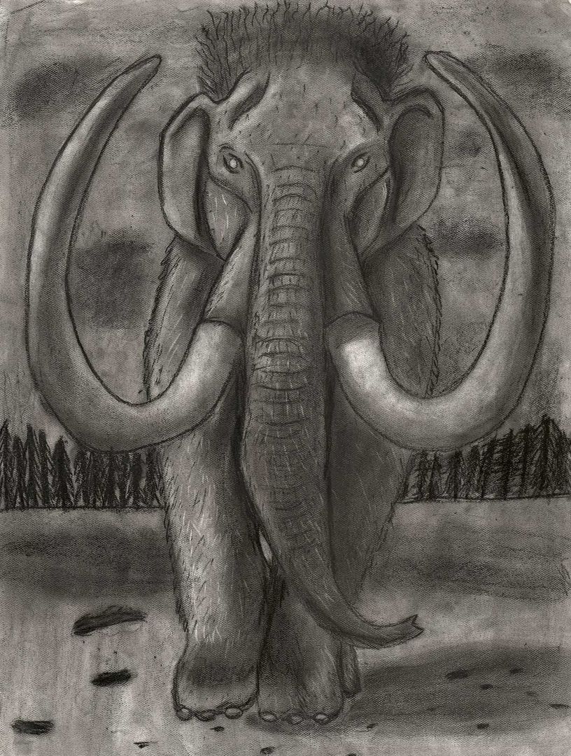 charcoal drawing of a mammoth charging forward.