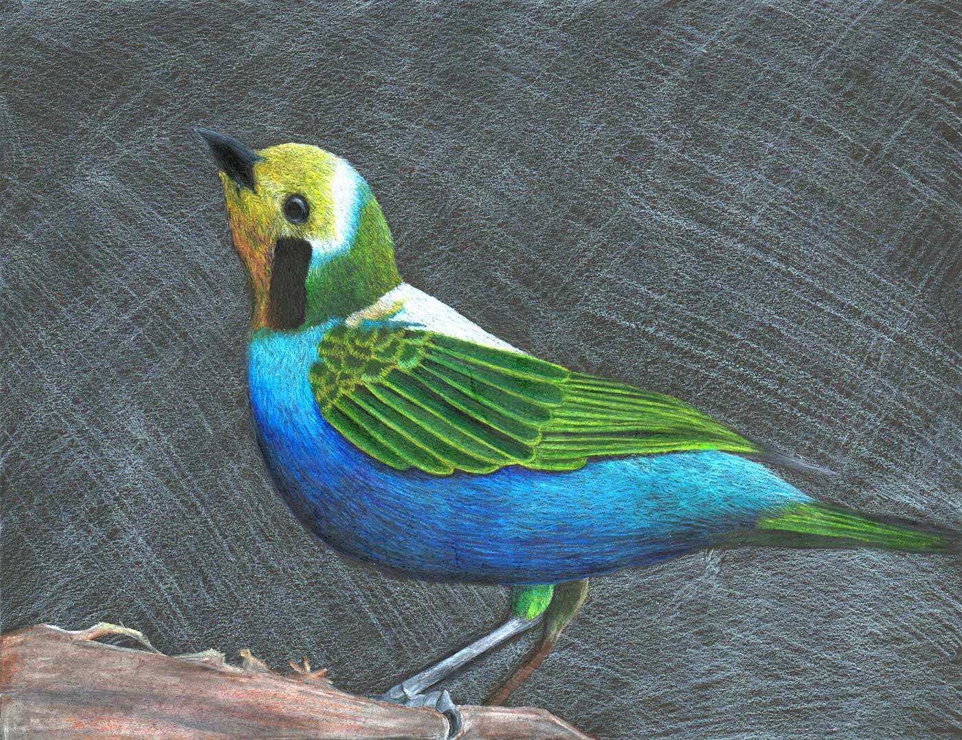 colored pencil drawing of a bird.