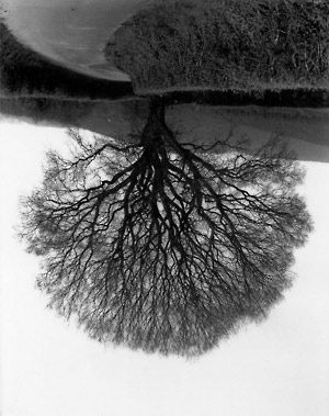 Welsh Oaks #1