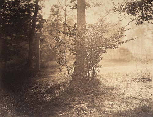 Tree Study, Forest of Fontainebleau