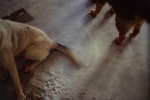 Dog Circle