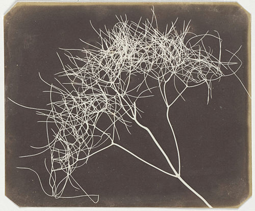 Wild Fennel