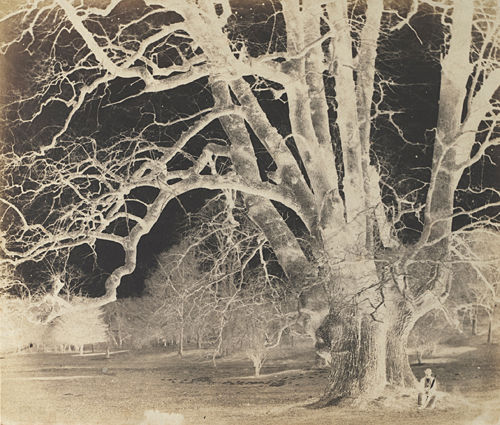 Spreading Oak with Seated Figure