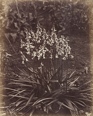Blue Squills