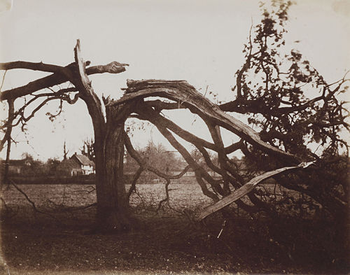 Blasted Tree at Badger