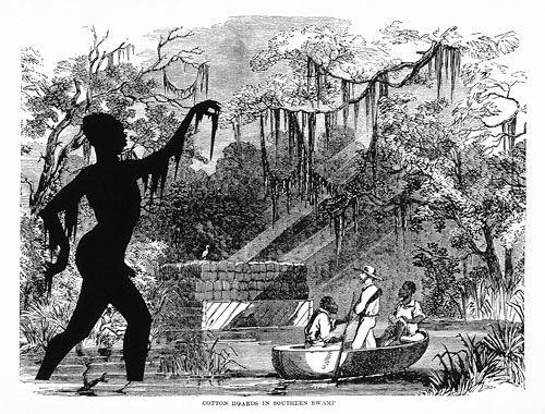 Cotton Hoards in Southern Swamp