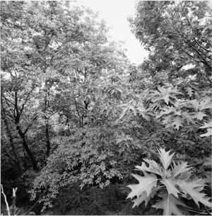 Morningside Park, New York City