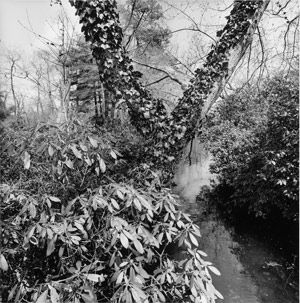 Bayard Cutting Arboretum, Oakdale Long Island, New York