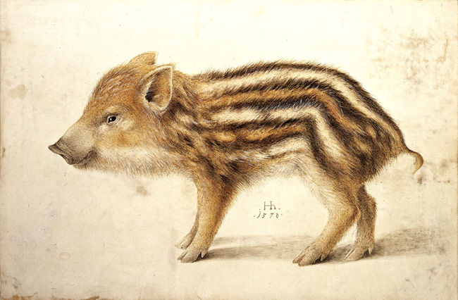 A Wild Boar Piglet (<i>Sus Scrofa</i>)