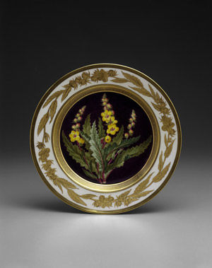 Plate with Yellow Flowers (<i>Verbascum blattarioides</i>) on a Dark Ground