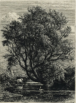 The Willow