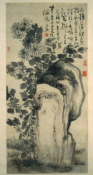 Chrysanthemums by a Rock