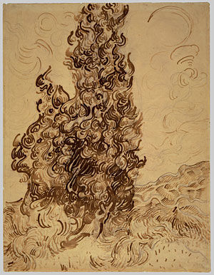 Cypresses