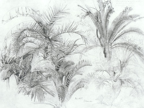 Palms