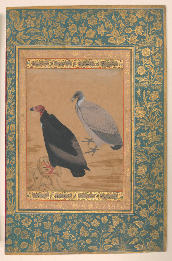 A highly detailed Islamic manuscript painting of two vultures: one black with a red head and the other light gray with a dark gray head