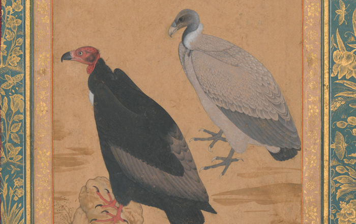 A highly detailed Islamic manuscript painting of two vultures: one black with a red head and the other light gray with a dark gray head