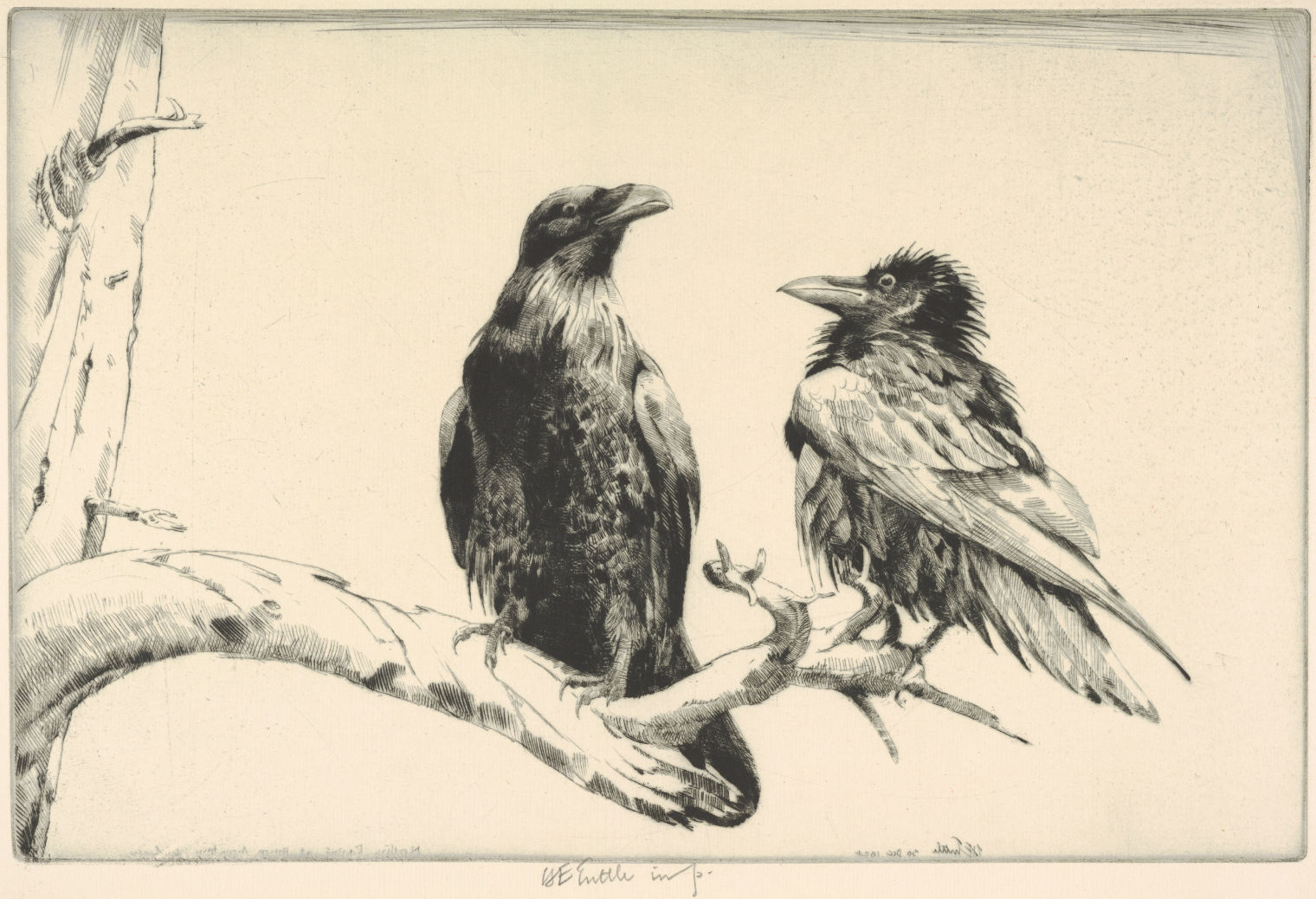 Drypoint of two ravens on a branch, looking towards each other