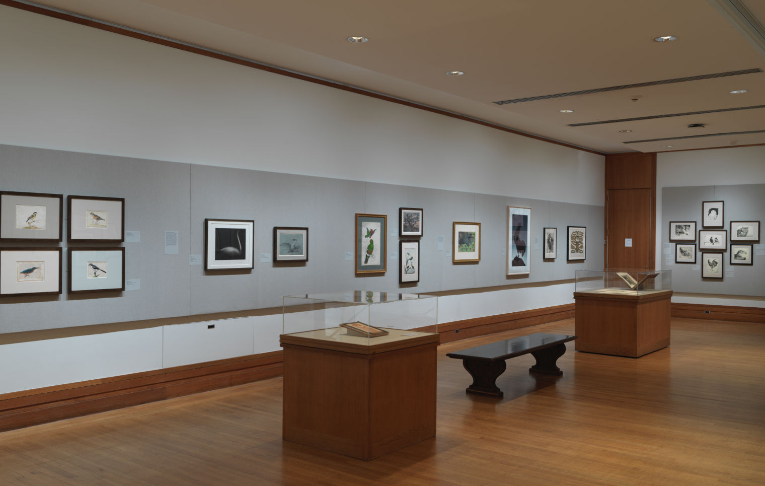 View of the Robert Wood Johnson Gallery  showing drawings and prints of birds