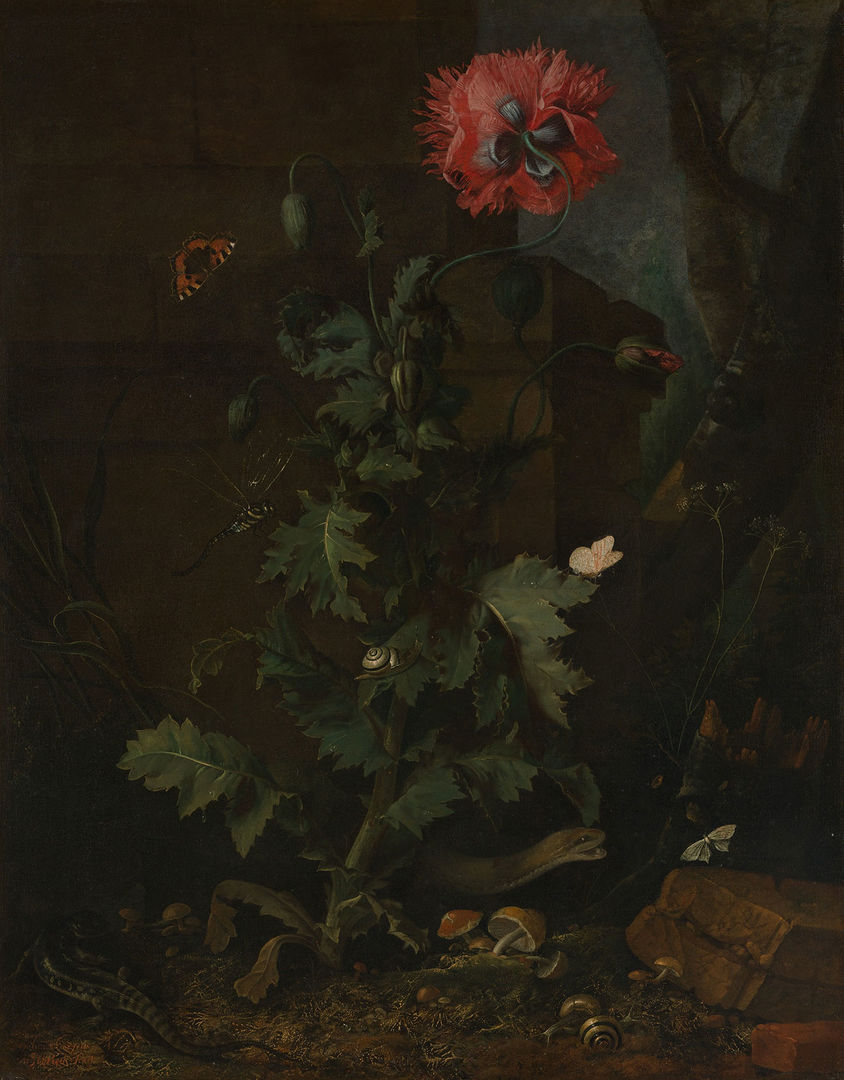  A single red poppy, visited by butterflies, a dragonfly, and snail, grows out of the ground. In the dirt, a snake crawls through mushrooms