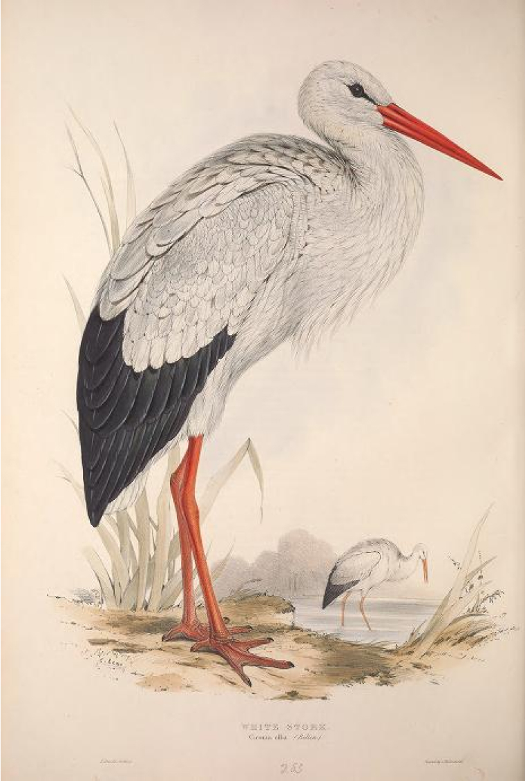 Illustrated plate of a white stork