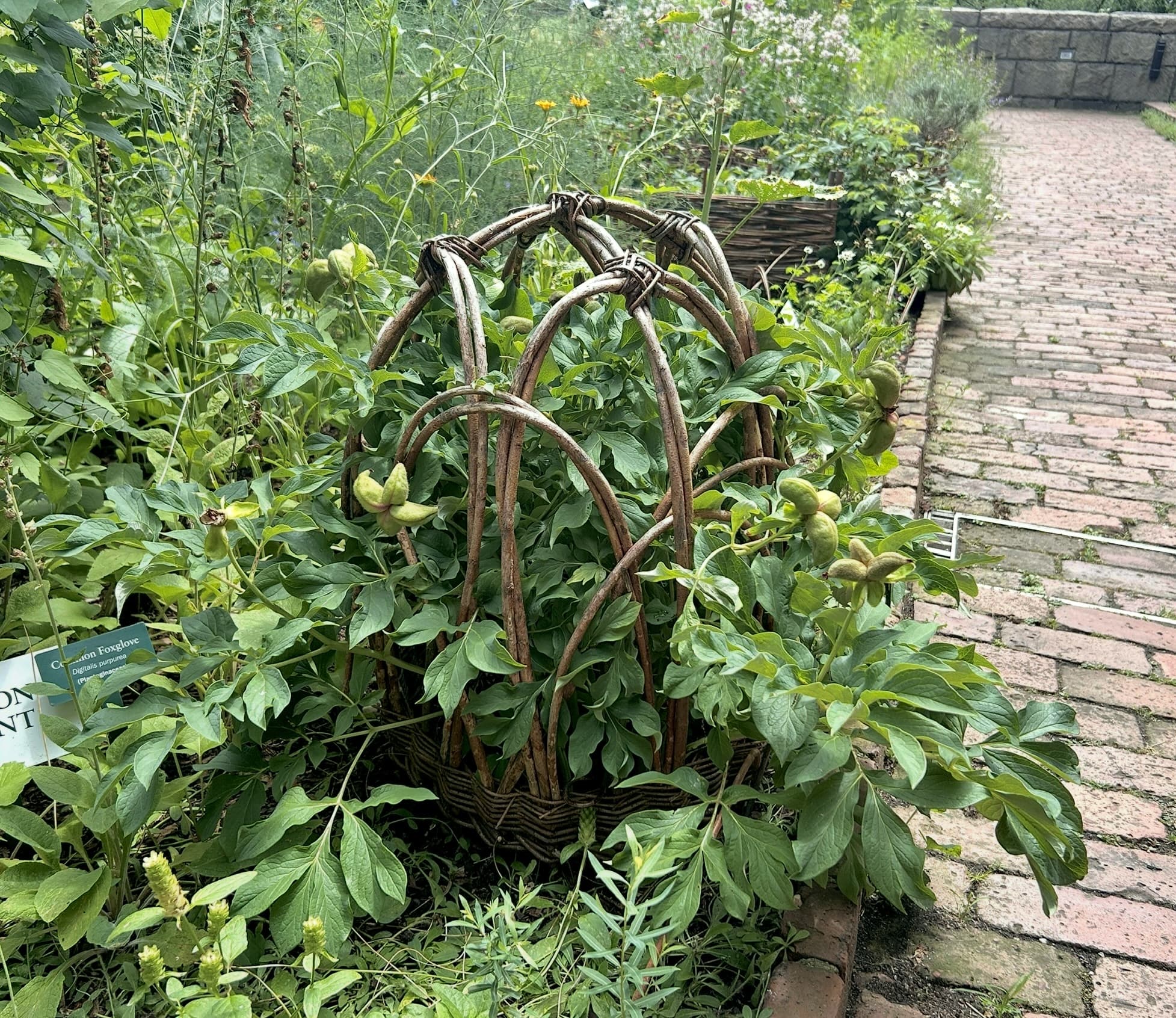 Woven plant support made of willows in a garden